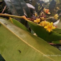 Campylospermum serratum (Gaertn.) Bittrich & M.C.E.Amaral